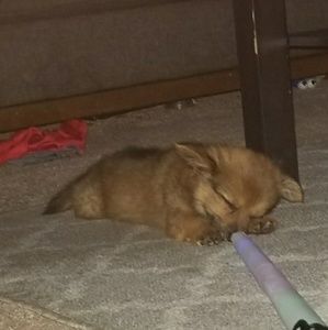 Meet your Posher, Jose